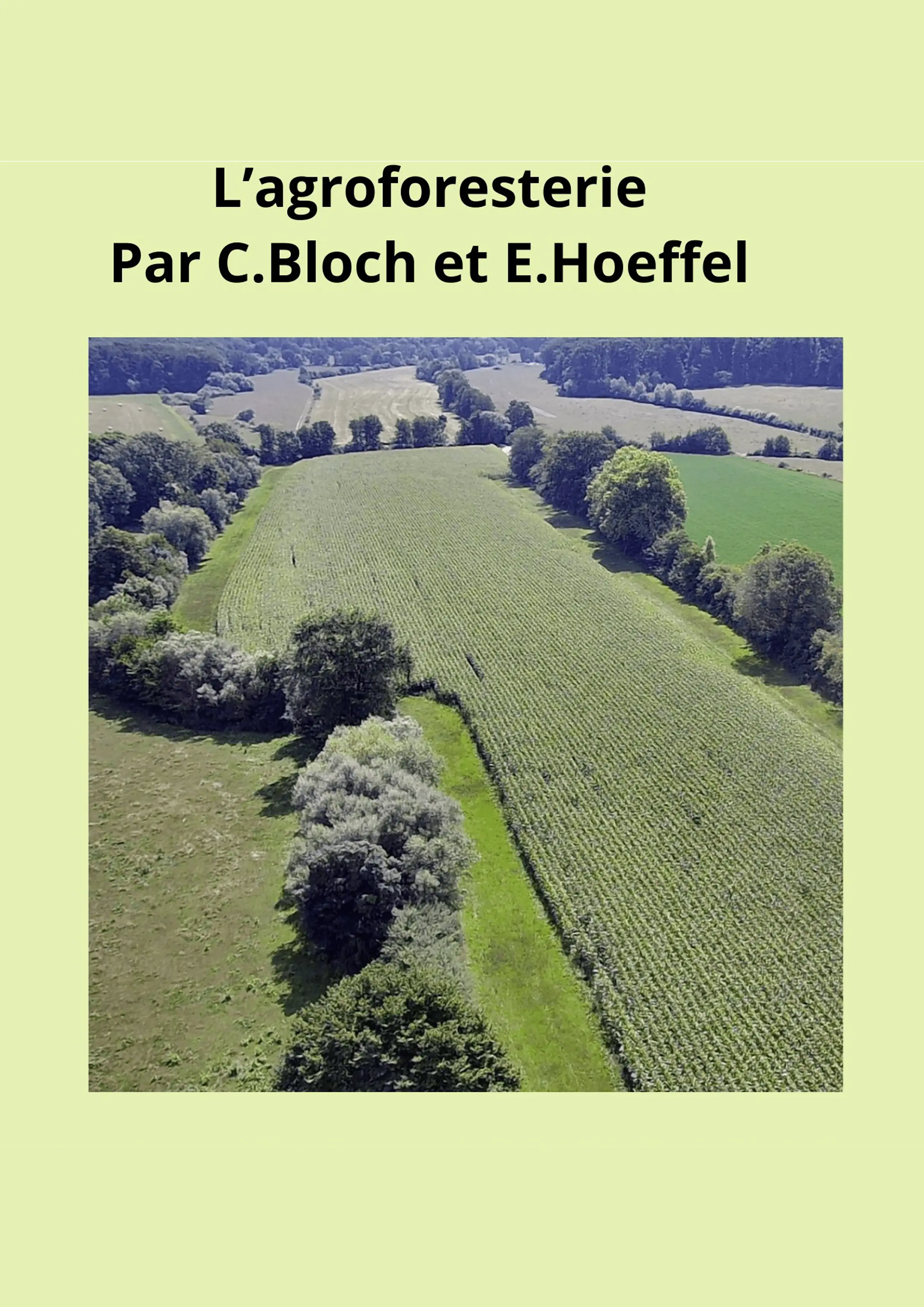 Kaffeekraenzel - Agroforesterie